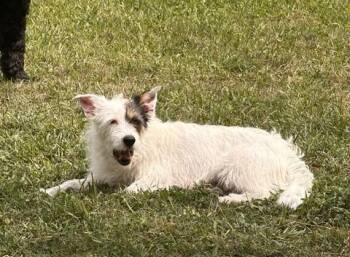 Schnauzer Dogs Available for Adoption in Missouri City, Texas - Tristina BL14285-T | PetCurious
