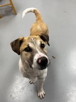 Anatolian Shepherd Dogs Available for Adoption - Draven | PetCurious