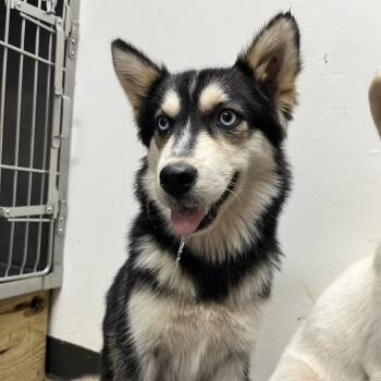 Yin -  Siberian Husky and Mixed Breed Dog for Adoption in Birmingham, Alabama - Yin | PetCurious