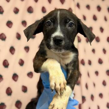 Wilfried -  Terrier and Mixed Breed Dog for Adoption in San Antonio, Texas - Wilfried | PetCurious