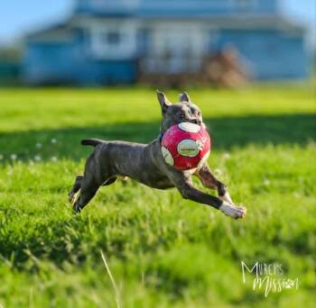 Boxer and American Bulldog Dogs Available for Adoption in Spokane, Washington - Crunchy Roll | PetCurious