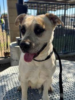 Mastiff and Mixed Breed Dogs Available for Adoption in Riverside, California - CRUNCH | PetCurious