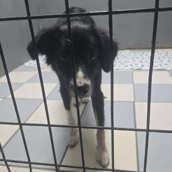 Taylor -  Border Collie Dog for Adoption in Gordonsville, Tennessee - Taylor | PetCurious