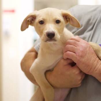 Rescue Cattle Dog Dogs for Adoption in Cumming, Georgia - Gizmo 21362 | PetCurious