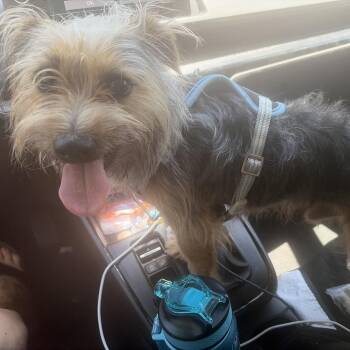 Quentin -  Yorkshire Terrier and Terrier Dog for Adoption in Long Beach, California - Quentin | PetCurious