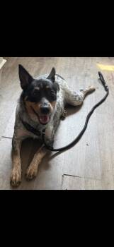 Laramie -  Australian Cattle Dog Blue Heeler and Australian Shepherd Dog for Adoption in Winchester, Indiana - Laramie | PetCurious