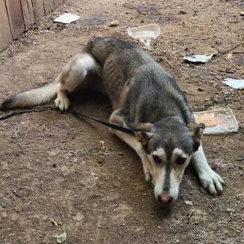 ZAZA -  Husky Dog for Adoption in San Antonio, Texas - ZAZA | PetCurious