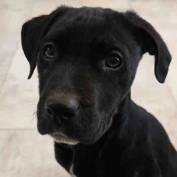Rescue Black Labrador Retriever Dogs for Adoption in Brownsboro, Alabama - Secondo | PetCurious