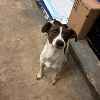 Mixed Breed Dogs Available for Adoption in Corbin, Kentucky - Miss Fry | PetCurious