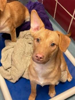 Shepherd and Labrador Retriever Dogs Available for Adoption - Lulu Boo | PetCurious