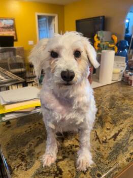 Greta -  Schnauzer and Poodle Dog for Adoption in Fallbrook, California - Greta | PetCurious