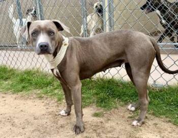 Pit Bull Terrier and Mixed Breed Dogs Available for Adoption in Balch Springs, Texas - Daphne | PetCurious