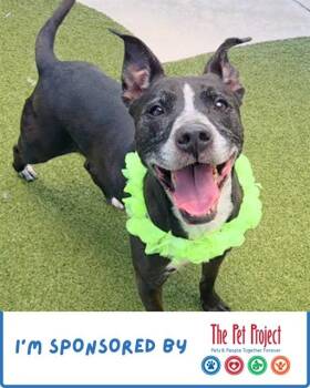 TESLA -  American Staffordshire Terrier Dog for Adoption in Fort Lauderdale, Florida - TESLA | PetCurious