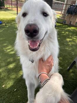 Great Pyrenees Dogs Available for Adoption in Fort Worth, Texas - Ben | PetCurious