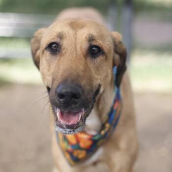 DUTCH -  Hound Dog for Adoption in San Antonio, Texas - DUTCH | PetCurious