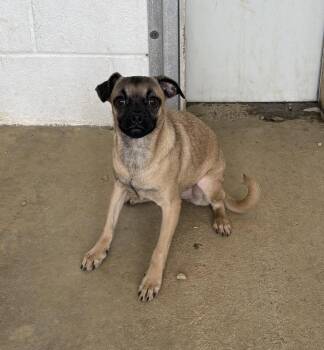 Chihuahua and Pug Dogs Available for Adoption in Sterling, Massachusetts - Trixie 5 Months AVAILABLE 4/29 | PetCurious