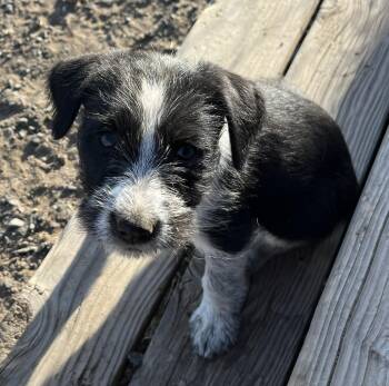 Mcnab Dogs Available for Adoption in Bend, Oregon - Alissa | PetCurious