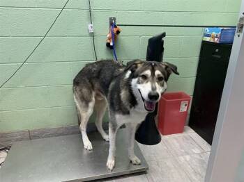 BUDDY -  Siberian Husky and Mixed Breed Dog for Adoption in Grand Prairie, Texas - BUDDY | PetCurious