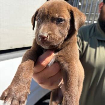 Mork -  Shepherd and Mixed Breed Dog for Adoption in Edinburg, Texas - Mork | PetCurious