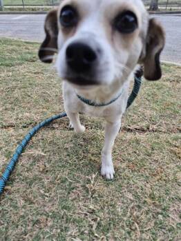 Chihuahua and Terrier Dogs Available for Adoption in Lawrenceville, Georgia - Pen 228 Rhett | PetCurious