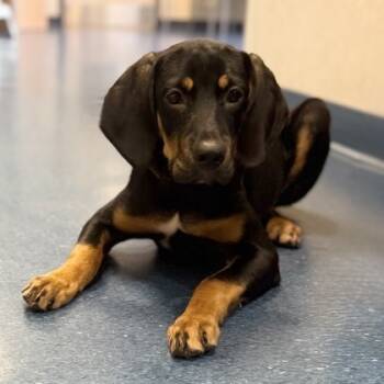 Rescue Hound Dogs for Adoption in Fairfax Station, Virginia - Lobster | PetCurious