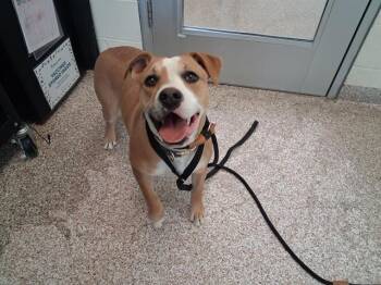 Pit Bull Terrier and Mixed Breed Dogs Available for Adoption - CHULA | PetCurious