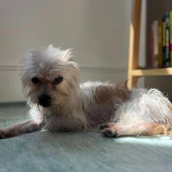 Terrier Dogs Available for Adoption in New York, New York - Gia | PetCurious