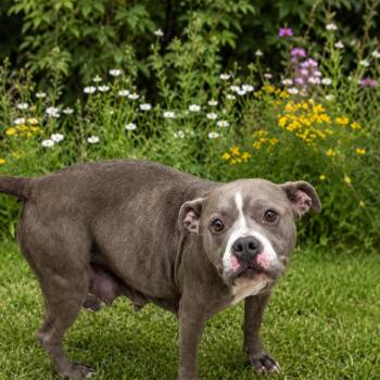 Flora -  Pit Bull Terrier and English Bulldog Dog for Adoption in East St. Louis, Illinois - Flora | PetCurious