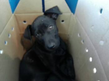 Rescue Mixed Breed Dogs for Adoption in Fort Worth, Texas - 59790654 | PetCurious