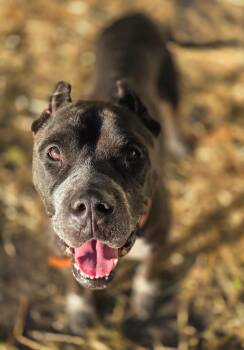 Gretchen -  Pit Bull Terrier Dog for Adoption in Chicago, Illinois - Gretchen | PetCurious