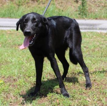 Black Labrador Retriever Dogs Available for Adoption in Prattville, Alabama - Bonita 43457 | PetCurious