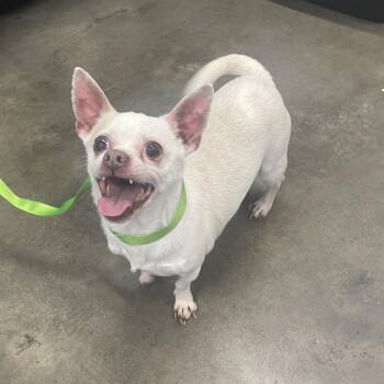 Chihuahua Dogs Available for Adoption - Tobby | PetCurious