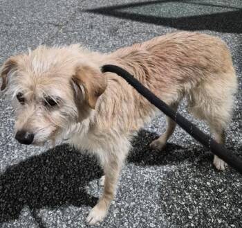 Pen 197c -  Terrier Dog for Adoption in Lawrenceville, Georgia - Pen 197c | PetCurious