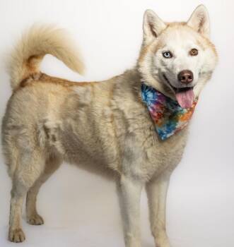 Luna -  Husky Dog for Adoption in Huntington, Indiana - Luna | PetCurious