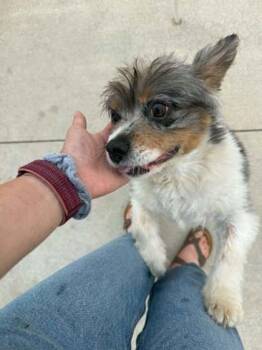 Albert -  Cavalier King Charles Spaniel Dog for Adoption in Waupaca, Wisconsin - Albert | PetCurious