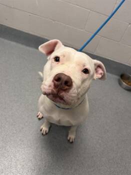 MS. PIGGIE -  Staffordshire Bull Terrier Dog for Adoption in Indianapolis, Indiana - MS. PIGGIE | PetCurious