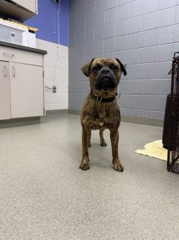 AMARETTO -  Boxer and Mixed Breed Dog for Adoption in Omaha, Nebraska - AMARETTO | PetCurious