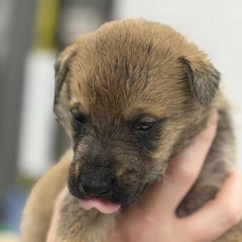 Blues -  Mixed Breed Dog for Adoption in Midland, Texas - Blues | PetCurious