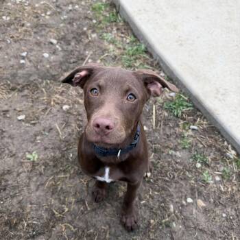 Mixed Breed Dogs Available for Adoption - Sid | PetCurious