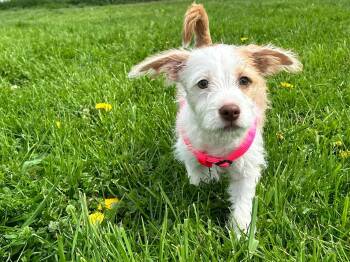 Terrier and Staffordshire Bull Terrier Dogs Available for Adoption in Brunswick, Ohio - Charlie | PetCurious