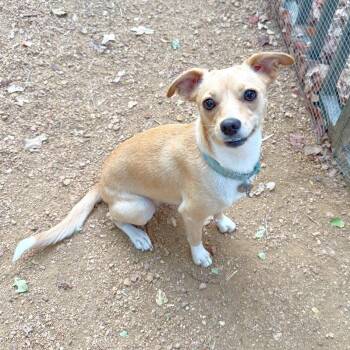 Juno -  Chihuahua and Mixed Breed Dog for Adoption in Lewisville, Texas - Juno | PetCurious