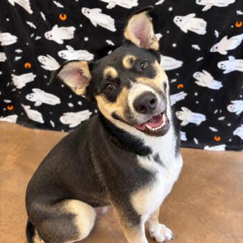 Gumdrop -  Shepherd Dog for Adoption in Riverwoods, Illinois - Gumdrop | PetCurious