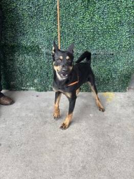 61771868 -  Shepherd and Mixed Breed Dog for Adoption in El Paso, Texas - 61771868 | PetCurious