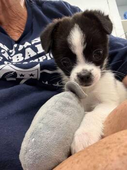 Maltese Dogs Available for Adoption in Elmwood, Louisiana - Masha | PetCurious