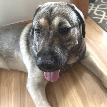 Nectarine -  Shepherd and Mixed Breed Dog for Adoption in Chicago, Illinois - Nectarine | PetCurious