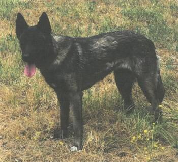 Bonita -  Dutch Shepherd Dog for Adoption in Phoenix, Oregon - Bonita | PetCurious