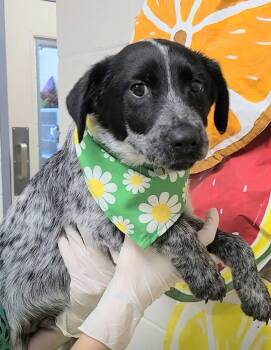 Avocado -  Australian Cattle Dog Blue Heeler Dog for Adoption in Lakewood Ranch, Florida - Avocado | PetCurious