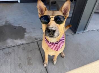 Joy the Bestest Boy -  German Shepherd Dog Dog for Adoption in Friendswood, Texas - Joy The Bestest Boy | PetCurious