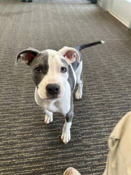 Pit Bull Terrier and Mixed Breed Dogs Available for Adoption in Oklahoma City, Oklahoma - A472687 | PetCurious