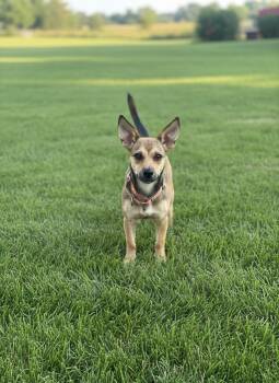 Cece -  Shepherd Dog for Adoption in Hillsdale, New York - Cece | PetCurious